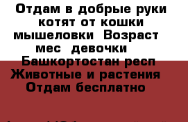 Отдам в добрые руки котят от кошки мышеловки. Возраст 2 мес, девочки.  - Башкортостан респ. Животные и растения » Отдам бесплатно   